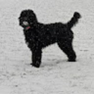 Meet your Posher, Chris